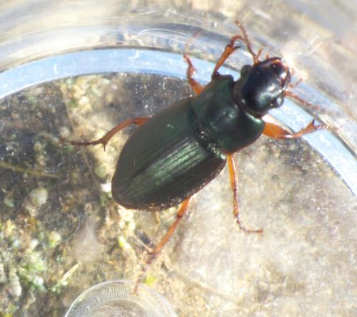 Harpalus affinis